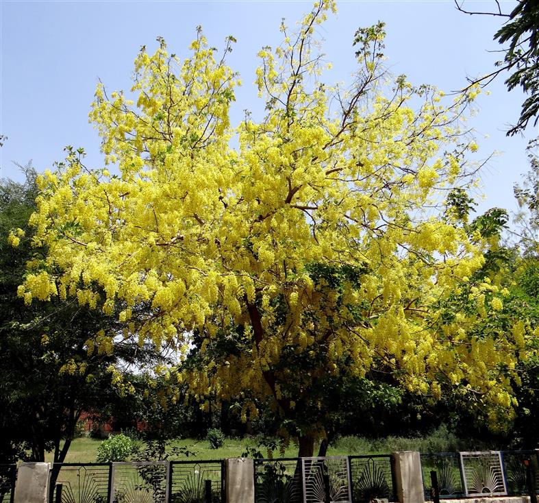 Cassia fistula